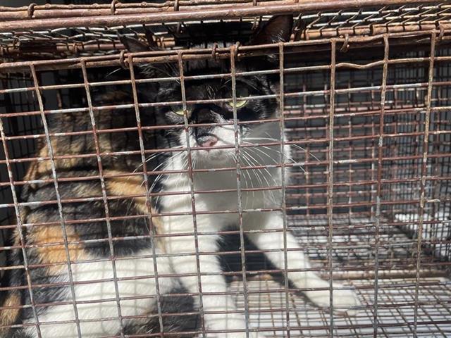adoptable Cat in Houston, TX named A640036
