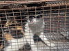 adoptable Cat in Houston, TX named A640036