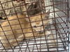 adoptable Cat in Houston, TX named A640038