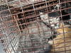adoptable Cat in Houston, TX named A640039