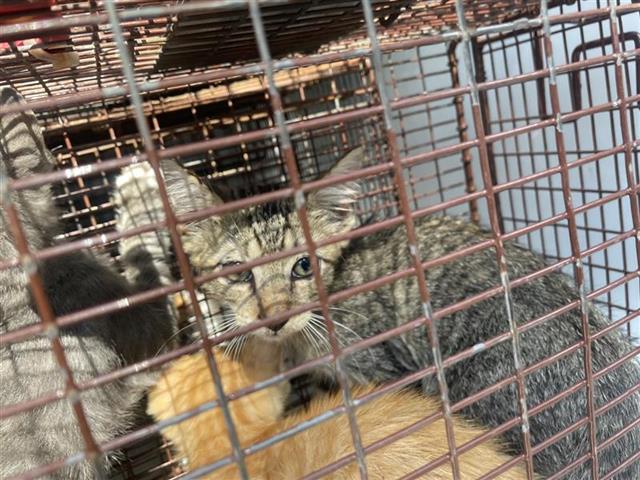adoptable Cat in Houston, TX named A640041
