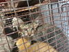 adoptable Cat in Houston, TX named A640041