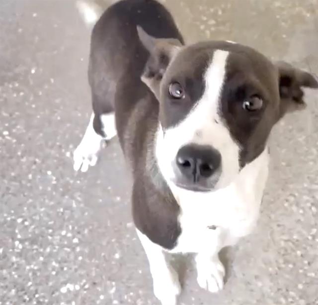 adoptable Dog in Houston, TX named CLYDE