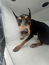 adoptable Dog in  named A640054
