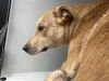 adoptable Dog in  named A640079