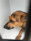 adoptable Dog in  named A640080