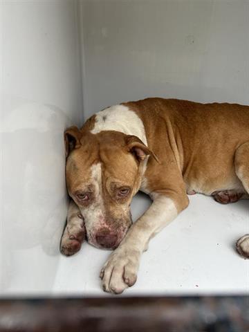 adoptable Dog in Houston, TX named A640081