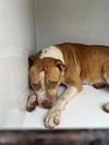 adoptable Dog in  named A640081