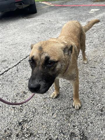 adoptable Dog in Houston, TX named SIBBY