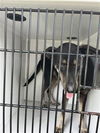 adoptable Dog in Houston, TX named A640084