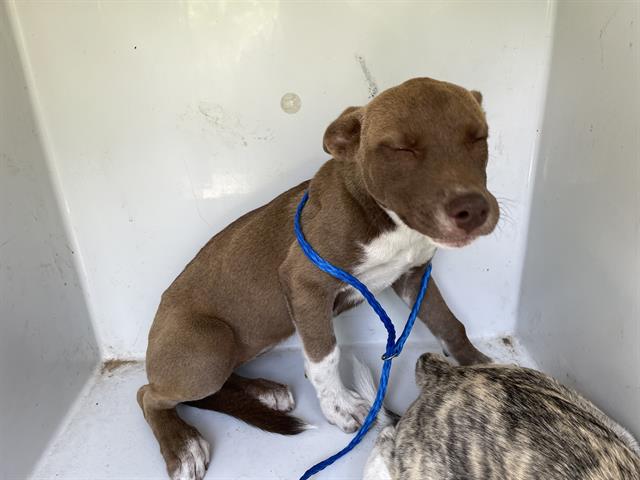 adoptable Dog in Houston, TX named A640087