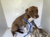 adoptable Dog in  named A640087