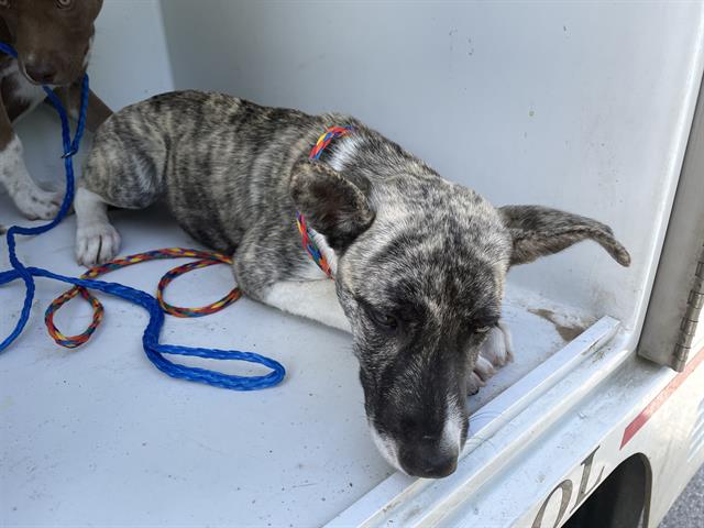 adoptable Dog in Houston, TX named A640088