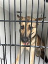 adoptable Dog in  named A640093