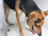 adoptable Dog in Houston, TX named A640094