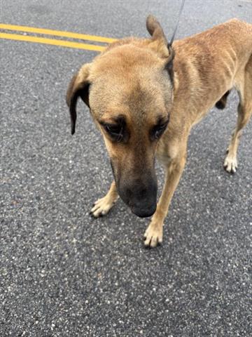 adoptable Dog in Houston, TX named A640096