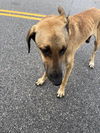 adoptable Dog in  named A640096