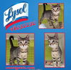 adoptable Cat in Houston, TX named LYSOL