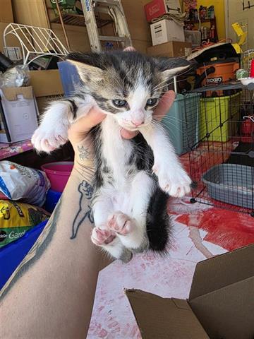 adoptable Cat in Houston, TX named A637157