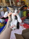 adoptable Cat in Houston, TX named A637157
