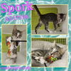 adoptable Cat in Houston, TX named SPORK