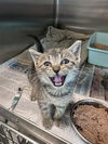 adoptable Cat in Houston, TX named MINNIE