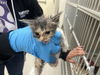 adoptable Cat in Houston, TX named A638149