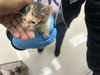 adoptable Cat in Houston, TX named A638150