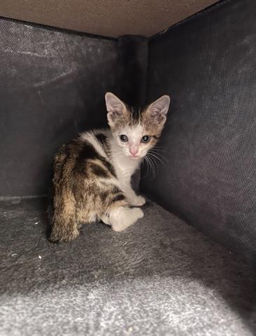 adoptable Cat in Houston, TX named A638724