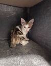 adoptable Cat in Houston, TX named A638724