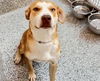 adoptable Dog in houston, TX named BELLA