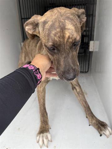 adoptable Dog in Houston, TX named A640129