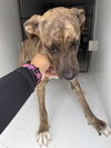 adoptable Dog in  named A640129