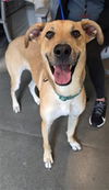 adoptable Dog in  named ESME