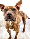 adoptable Dog in  named SCOTTIE