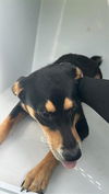 adoptable Dog in  named BABY DOLL