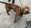 adoptable Dog in  named STEIN