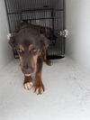 adoptable Dog in  named A640127