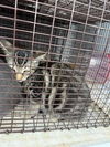 adoptable Cat in Houston, TX named A640143