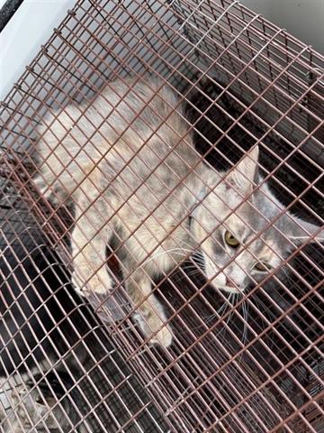 adoptable Cat in Houston, TX named A640146