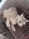 adoptable Cat in Houston, TX named A640146