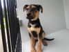 adoptable Dog in Houston, TX named A640147