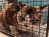adoptable Cat in Houston, TX named SORRITO
