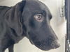 adoptable Dog in Houston, TX named MAVERICK
