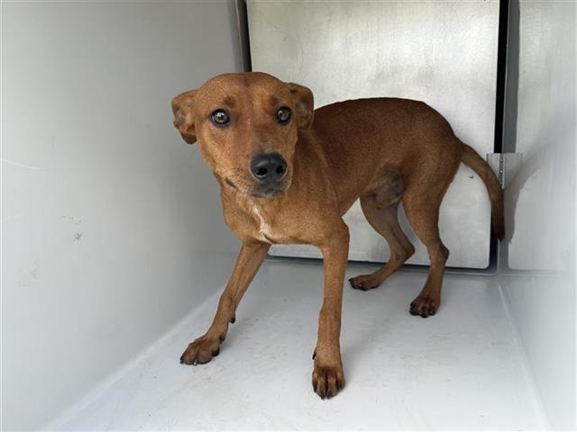 adoptable Dog in Houston, TX named SHY-GUY