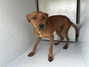 adoptable Dog in Houston, TX named SHY-GUY
