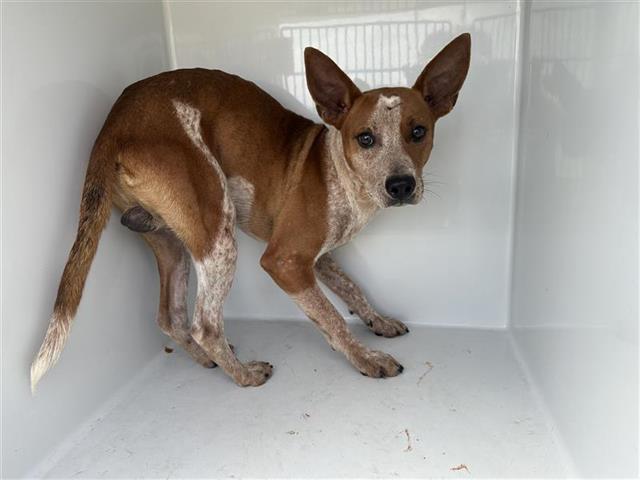 adoptable Dog in Houston, TX named KOOPA