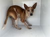 adoptable Dog in  named KOOPA