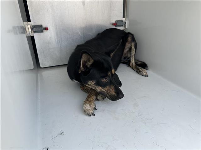 adoptable Dog in Houston, TX named A640124