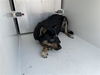 adoptable Dog in  named A640124
